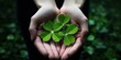 Embrace the symbol of good luck with hands holding a four-leaf clover, a lucky shamrock.
