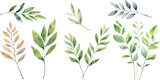 Fototapeta  - Watercolor leaf stems on a white background