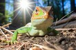 Iguane coloré prenant le soleil dans la forêt