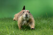 Prairie dog (Cynomys) is native to the grasslands of North America.