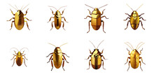 Vector Illustration Of Multiple Golden Cockroaches