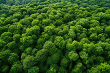 Aerial Top View Of Green Trees In Forest. Drone View Of Dense Green Tree Captures CO2. Green Tree Nature Background For Carbon Neutrality And Net Zero Emissions Concept. Sustainable Green Environment