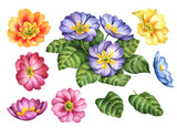 Fototapeta  - Watercolor primrose set, hand painted floral illustration, spring flowers isolated on a white background.
