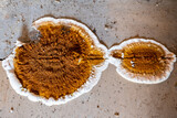 Fototapeta Dmuchawce - Big home destructive fungus or Serpula lacrymans on the floor of the residential building.