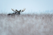 Mammal - Bull Moose Winter (Alces)