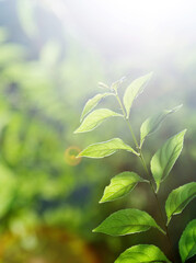 Wall Mural - Green leaves under sunlight in summer