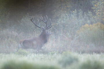 Wall Mural - Deer male buck ( Cervus elaphus ) during rut