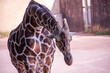 Giraffe in Bio Park Rome zoo