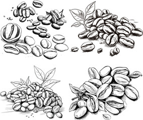 Wall Mural - coffee seed vector illustration 1