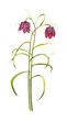 hangezeichnete purpurrote Schachbrettblume, Fritillaria meleagris
