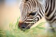 zebra foal nibbling on new shoots