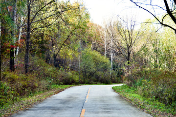 Poster - Curved road with trees and grass on roadside