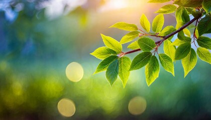 Wall Mural - fresh green leaves in spring and bokeh background