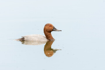 Wall Mural - Close-up of male of the common pochard (Aythya ferina), brown and grey duck swimming in a pond
