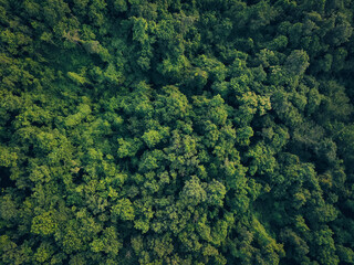 Wall Mural - aerial top view of green trees in forest. drone view of dense green tree captures co2. green tree na