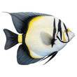 a large white angelfish isolated on a transparent background 