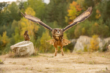 Wall Mural - the great eagle owl (bubo bubo) is a large species of owl in the strigidae family. it is the largest