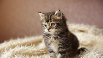 Wall Mural - A cute little fluffy pet kitten is sitting on a fur blanket looking at the camera