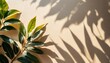 leaf shadow and light on wall beige background nature tropical leaves plant and tree branch shade with sunlight on wall texture for background wallpaper and design shadow overlay effect