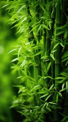 Sticker - A close up of a bamboo plant with green leaves.