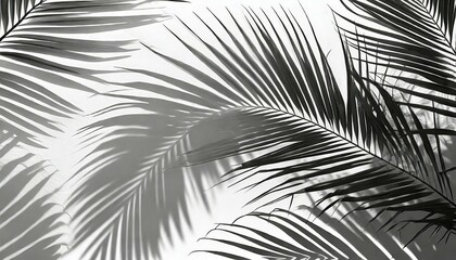 Sticker - shadow palm leaves silhouette on white wall background tropical coconut leaf overlay element object for spring summer mock up product presentation