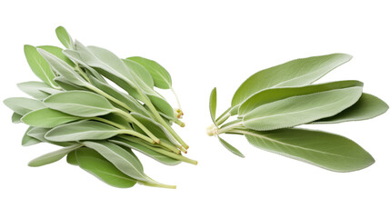 Wall Mural - sage leaves, aroma herbal plant