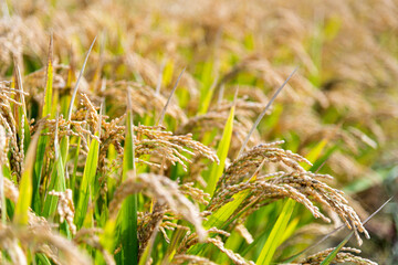 Golden rice field in autumn