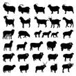Goat and sheep breeds silhouettes. Vector illustration.