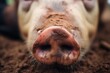 porcine snout covered in soil
