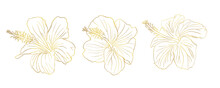 Gold Foil Tropical Hibiscus Flower Set. Chinese Rose Flower. Hand Drawn Vector Line Art Illustration For Logo, Card Or Invite, Tea Herbs Hibiskus Tea. Isolated On White Background.