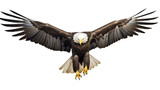 Fototapeta  - american bald eagle