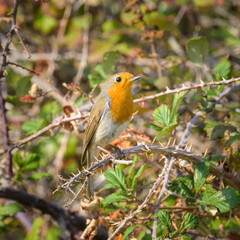 Poster - A European Robin sitting on a bush