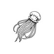 jellyfish vector illustration hand drawn