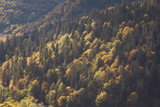 Mountains forest landscape. temperate broadleaf and mixed forest with conifers and deciduous trees. forested hills and valleys. A trip to nature on a beautiful autumn day.