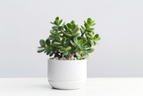 Fototapeta Konie - Beautiful Crassula ovata, Jade Plant,Money Plant, succulent plant in a modern flower pot on a white table on a light background