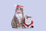 Fototapeta Koty - Red fluffy Cat in a Santa Claus hat sits next to a white small cat in a Santa suit. Two Beautiful Christmas cats on a white background. Santa's helper. Winter. Happy New Year. Merry Christmas