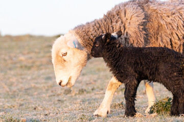 Wall Mural - sheep and lambs 