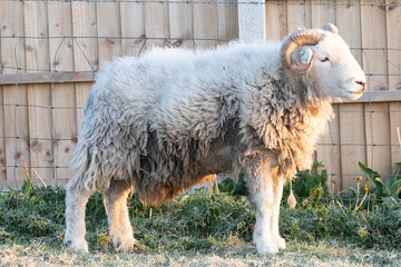 Wall Mural - sheep and lambs 