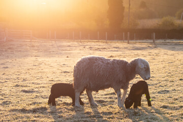 Canvas Print - sheep and lambs 