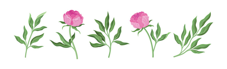 Wall Mural - Lush Pink Peony Flower Bud with Green Stem and Leaves Vector Set