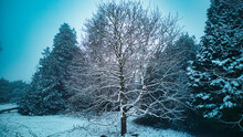 Trees In Snow In Harrogate, North Yorkshire