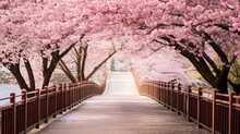 Cherry Blossom Avenue In Full Bloom With A Pedestrian Bridge