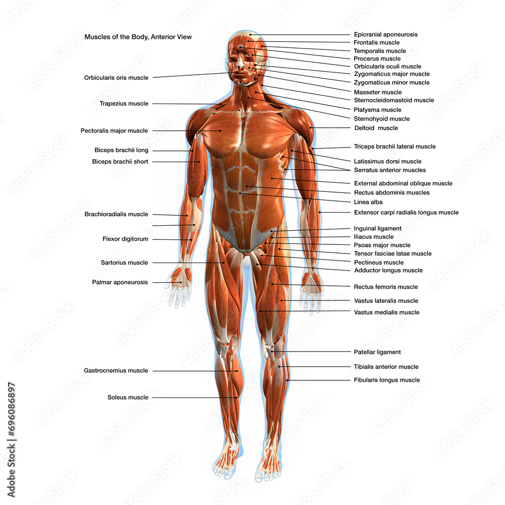 Labeled Muscles of the Human Body Chart, Anterior View Stock