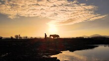Young Man Spending Time In The Reeds With His Horse At Sunset