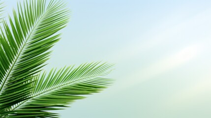 Canvas Print - A close up of a green palm tree with the sun in background, AI