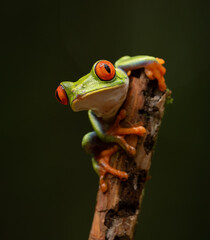 Red-eyed Tree Frog in the Rainforest of Costa Rica 