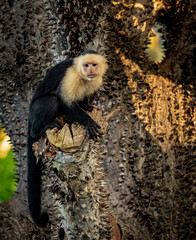 Wall Mural - White-faced Capuchin Monkey in the Rainforest of Costa Rica 