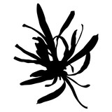 Fototapeta Lawenda - Single blooming flower of Loropetalum Chinense plant. Exotic blossom. Chinese fringe flower or strap flower. Black silhouette on white background.
