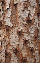 Close Up Of Cork Tree Bark