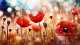 Fototapeta Kwiaty - Kwiaty polne, czerwone maki, letnia polana, efekt bokeh